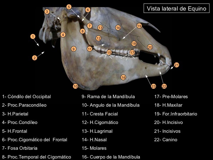 OSTEOLOGIA EQUINA PDF DOWNLOAD OSTEOLOGIA EQUINA PDF DOWNLOAD
