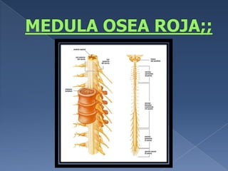 MEDULA OSEA ROJA;;