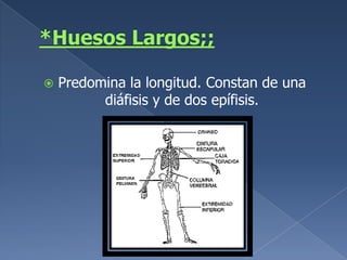 *Huesos Largos;;Predomina la longitud. Constan de una diáfisis y de dos epífisis.