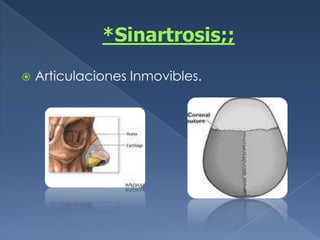 *Sinartrosis;;Articulaciones Inmovibles.