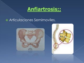 Anfiartrosis;;Articulaciones Semimoviles.