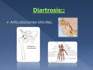 Diartrosis;;Articulaciones Móviles.