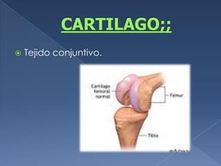 CARTILAGO;;Tejido conjuntivo.