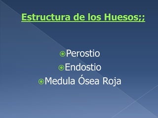 Estructura de los Huesos;;PerostioEndostioMedula Ósea Roja
