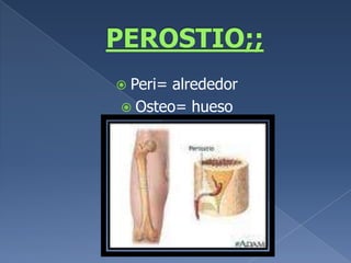 PEROSTIO;;Peri= alrededorOsteo= hueso