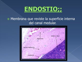 ENDOSTIO;;Membrana que reviste la superficie interna del canal medular.