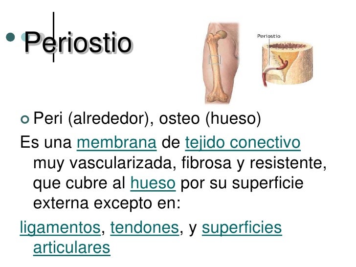 Osteologia 1141