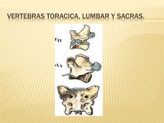 VERTEBRAS TORACICA, LUMBAR Y SACRAS.