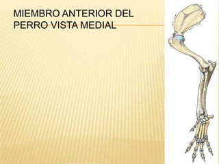 MIEMBRO ANTERIOR DEL PERRO VISTA MEDIAL