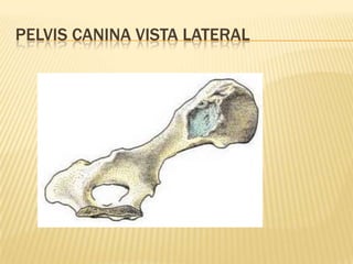 PELVIS CANINA VISTA LATERAL 