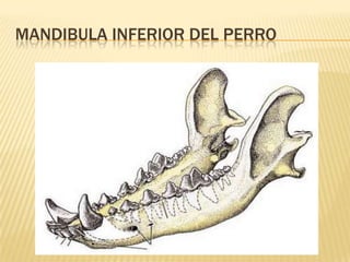 MANDIBULA INFERIOR DEL PERRO