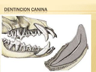 DENTINCION CANINA