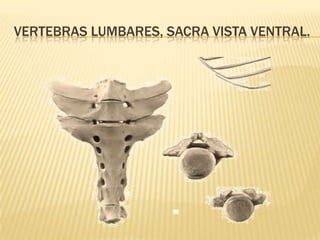 VERTEBRAS LUMBARES, SACRA VISTA VENTRAL.