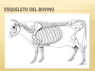 ESQUELETO DEL BOVINO