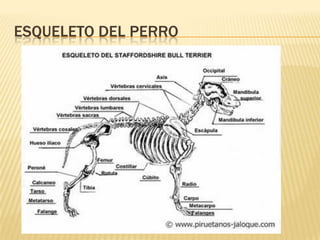 ESQUELETO DEL PERRO