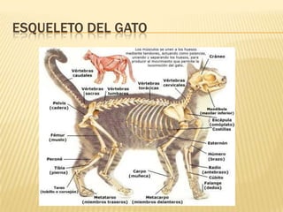 ESQUELETO DEL GATO