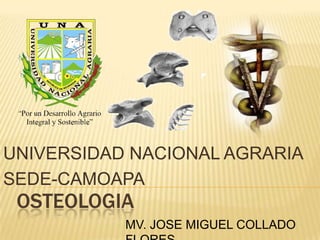 UNIVERSIDAD NACIONAL AGRARIA  SEDE-CAMOAPA OSTEOLOGIA MV. JOSE MIGUEL COLLADO FLORES 