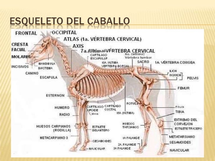 OSTEOLOGIA EQUINA PDF DOWNLOAD OSTEOLOGIA EQUINA PDF DOWNLOAD
