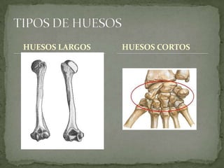 HUESOS LARGOS TIPOS DE HUESOS HUESOS CORTOS
