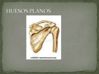 HUESOS PLANOS