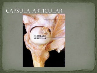 CAPSULA  ARTICULAR