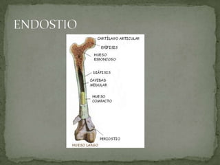Osteologia enfermería | PPTX