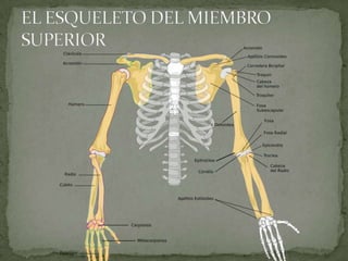 EL ESQUELETO DEL MIEMBRO SUPERIOR