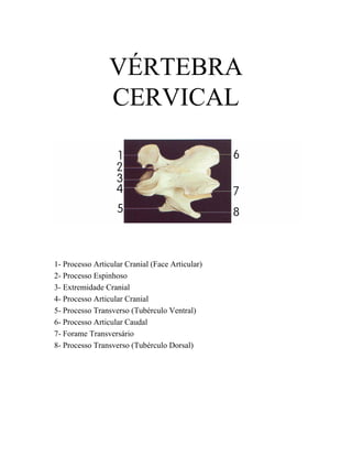 VÉRTEBRA
                 CERVICAL




1- Processo Articular Cranial (Face Articular)
2- Processo Espinhoso
3- Extremidade Cranial
4- Processo Articular Cranial
5- Processo Transverso (Tubérculo Ventral)
6- Processo Articular Caudal
7- Forame Transversário
8- Processo Transverso (Tubérculo Dorsal)
 