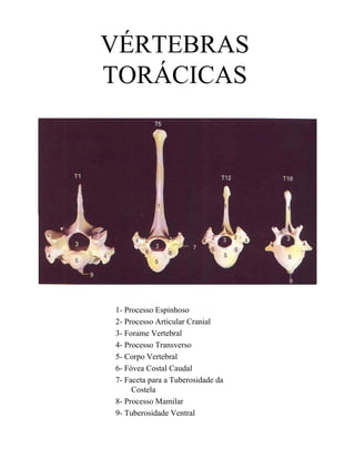 VÉRTEBRAS
TORÁCICAS




1- Processo Espinhoso
2- Processo Articular Cranial
3- Forame Vertebral
4- Processo Transverso
5- Corpo Vertebral
6- Fóvea Costal Caudal
7- Faceta para a Tuberosidade da
     Costela
8- Processo Mamilar
9- Tuberosidade Ventral
 