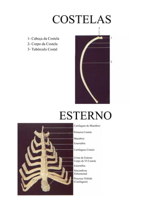 COSTELAS
                                             3


1- Cabeça da Costela                             1

2- Corpo da Costela
3- Tubérculo Costal


                                                 2




                   ESTERNO
                       Cartilagem do Manúbrio

                       Primeira Costela

                       Manúbrio
                       Esternébra

                       Cartilagens Costais

                       Crista do Esterno
                       Corpo da VI Costela
                       Esternébra
                       Sincondrose
                       Xifoesternal
                       Processo Xifóide
                       (Cartilagem)
 