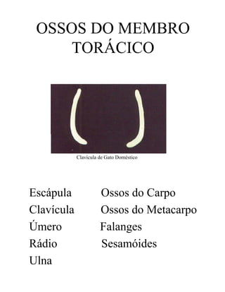 OSSOS DO MEMBRO
     TORÁCICO




            Clavícula de Gato Doméstico




Escápula              Ossos do Carpo
Clavícula             Ossos do Metacarpo
Úmero                 Falanges
Rádio                 Sesamóides
Ulna
 