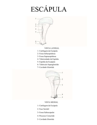 ESCÁPULA
 1


 2
 3
 4
 5




 6
 7


               VISTA LATERAL
     1- Cartilagem da Escápula
     2- Fossa Infraespinhosa
     3- Fossa Supraespinhosa
     4- Tuberosidade da Espinha
     5- Espinha da Escápula
     6- Tubérculo Supraglenóide
     7- Cavidade Glenóide

                                  1



                                  2


                                  3




                                  4
                                  5


              VISTA MEDIAL
     1- Cartilagem da Escápula
     2- Face Serrátil
     3- Fossa Subescapular
     4- Processo Coracóide
     5- Cavidade Glenóide
 