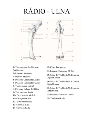 RÁDIO - ULNA
         1                                                    1
                                  2
         3                                                    6
         4
                                  5
         8                                                    7
         9
                                 10
        11                                                    12
                                 13

                                                              14
        14



                                                              15

        17
                            18                                16
        19
        20
                                                              21



1- Tuberosidade do Olécrano       15- Crista Transversa
2- Olécrano                       16- Processo Estilóideo Medial
3- Processo Ancôneo
                                  17- Sulco do Tendão do M. Extensor
4- Incisura Troclear              Digital Comum
5- Processo Coronóide Lateral
                                  18- Sulco do Tendão do M. Extensor
6- Processo Coronóide Medial
                                  Digital Lateral
7- Tuberosidade Lateral
8- Fóvea da Cabeça do Rádio       19- Sulco do Tendão do M. Extensor
                                  Carporradial
9- Tuberosidade Radial
10- Tuberosidade Medial           20- Processo Estilóideo Lateral
11- Cabeça do Rádio               21- Tróclea do Rádio
12- Espaço Interósseo
13- Corpo da Ulna
14- Corpo do Rádio
 