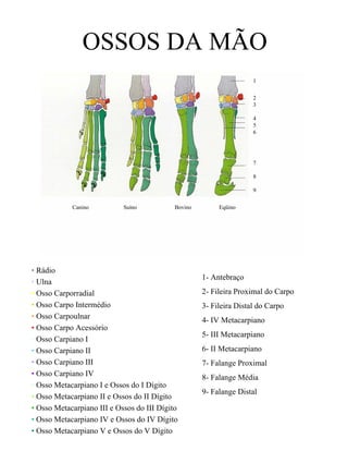 OSSOS DA MÃO
                                                                     1

                                                                     2
                                                                     3

                                                                     4
                                                                     5
                                                                     6




                                                                     7

                                                                     8

                                                                     9

            Canino          Suíno           Bovino        Eqüino




• Rádio
                                                     1- Antebraço
• Ulna
• Osso Carporradial                                  2- Fileira Proximal do Carpo
• Osso Carpo Intermédio                              3- Fileira Distal do Carpo
• Osso Carpoulnar                                    4- IV Metacarpiano
• Osso Carpo Acessório
                                                     5- III Metacarpiano
• Osso Carpiano I
• Osso Carpiano II                                   6- II Metacarpiano
• Osso Carpiano III                                  7- Falange Proximal
• Osso Carpiano IV                                   8- Falange Média
• Osso Metacarpiano I e Ossos do I Dígito
                                                     9- Falange Distal
• Osso Metacarpiano II e Ossos do II Dígito
• Osso Metacarpiano III e Ossos do III Dígito
• Osso Metacarpiano IV e Ossos do IV Dígito
• Osso Metacarpiano V e Ossos do V Dígito
 