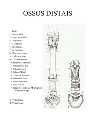OSSOS DISTAIS

1- Rádio
2- Carporradial
3- Carpo Intermédio
                                     17
4- Carpoulnar
5- II Carpiano
6- III Carpiano
7- IV Carpiano
8- III Metacarpiano
9- II Metacarpiano
9’- IV Metacarpiano
10- Sesamóide Proximal
11- Falange Proximal
12- Falange Média
13- Falange Distal
13’- Processo Extensor
14- Sesamóide Distal
15- Linha Semilunar
16- Área Flexora
17- Sulco do Tendão do M. Extensor
      Oblíquo do Carpo



A- Vista Dorsal
B- Vista Palmar
 