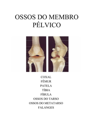 OSSOS DO MEMBRO
    PÉLVICO




          COXAL
          FÊMUR
         PATELA
           TÍBIA
          FÍBULA
     OSSOS DO TARSO
   OSSOS DO METATARSO
        FALANGES
 