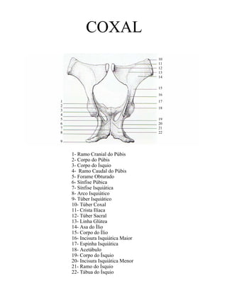 COXAL
                                    10
                                    11
                                    12
                                    13
                                    14

                                    15
                                    16
1                                   17
2
                                    18
3
4
5                                   19
6                                   20
7                                   21
8                                   22

9


    1- Ramo Cranial do Púbis
    2- Corpo do Púbis
    3- Corpo do Ísquio
    4- Ramo Caudal do Púbis
    5- Forame Obturado
    6- Sínfise Púbica
    7- Sínfise Isquiática
    8- Arco Isquiático
    9- Túber Isquiático
    10- Túber Coxal
    11- Crista Ilíaca
    12- Túber Sacral
    13- Linha Glútea
    14- Asa do Ílio
    15- Corpo do Ílio
    16- Incisura Isquiática Maior
    17- Espinha Isquiática
    18- Acetábulo
    19- Corpo do Ísquio
    20- Incisura Isquiática Menor
    21- Ramo do Ísquio
    22- Tábua do Ísquio
 