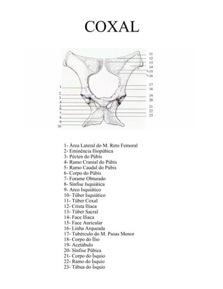 COXAL
                                          11
                                          12
                                          13
                                          14
                                          15
                                          16

                                          17
 1
                                          18
 2
                                          19
 3
                                          20
 4
 5                                        21
 6
                                          22
 7
                                          23
 8
 9
10




     1- Área Lateral do M. Reto Femoral
     2- Eminência Iliopúbica
     3- Pécten do Púbis
     4- Ramo Cranial do Púbis
     5- Ramo Caudal do Púbis
     6- Corpo do Púbis
     7- Forame Obturado
     8- Sínfise Isquiática
     9- Arco Isquiático
     10- Túber Isquiático
     11- Túber Coxal
     12- Crista Ilíaca
     13- Túber Sacral
     14- Face Ilíaca
     15- Face Auricular
     16- Linha Arqueada
     17- Tubérculo do M. Psoas Menor
     18- Corpo do Ílio
     19- Acetábulo
     20- Sínfise Púbica
     21- Corpo do Ísquio
     22- Ramo do Ísquio
     23- Tábua do Ísquio
 