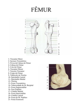 FÊMUR
                     1
                                        1
                     2
                     3                  4
                     4                  3
                                        13
                     5

                     6                  6
                                        7
                     7
                                        14
                                        8
                     8



                                        15

                                        16
                     9
                    10                  11
                    11                  17
                    12                  18
                                        19


1- Trocanter Maior
2- Incisura Trocantérica
3- Fóvea da Cabeça do Fêmur
4- Cabeça do Fêmur
5- Colo do Fêmur                   15
6- Trocanter Menor
7- Terceiro Trocanter
8- Corpo do Fêmur
9- Tubérculo da Tróclea
10- Epicôndilo Lateral             19
11- Epicôndilo Medial              20
12- Tróclea
                                   21
13- Fossa Trocantérica
14- Tuberosidade do M. Bicipital   18
15- Fossa Supracondilar            17
16- Face Poplítea
17- Côndilo Medial
18- Fossa Intercondilar
19- Côndilo Lateral
20- Fossa do M. Poplíteo
21- Fossa Extensora
 