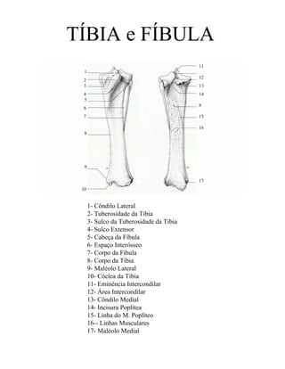 TÍBIA e FÍBULA
                                          11
  1
                                          12
 2
 3                                        13
 4                                        14
 5
                                          8
 6
 7                                        15

                                          16
  8




  9

                                          17
 10


      1- Côndilo Lateral
      2- Tuberosidade da Tíbia
      3- Sulco da Tuberosidade da Tíbia
      4- Sulco Extensor
      5- Cabeça da Fíbula
      6- Espaço Interósseo
      7- Corpo da Fíbula
      8- Corpo da Tíbia
      9- Maléolo Lateral
      10- Cóclea da Tíbia
      11- Eminência Intercondilar
      12- Área Intercondilar
      13- Côndilo Medial
      14- Incisura Poplítea
      15- Linha do M. Poplíteo
      16-- Linhas Musculares
      17- Maléolo Medial
 
