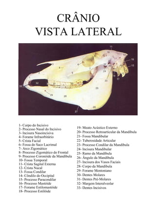 CRÂNIO
          VISTA LATERAL




1- Corpo do Incisivo
2- Processo Nasal do Incisivo        19- Meato Acústico Externo
3- Incisura Nasoincisiva             20- Processo Retroarticular da Mandíbula
4- Forame Infraorbitário             21- Fossa Mandibular
5- Crista Facial                     22- Tuberosidade Articular
6- Fossa do Saco Lacrimal            23- Processo Condilar da Mandíbula
7- Arco Zigomático                   24- Incisura Mandibular
8- Processo Zigomático do Frontal    25- Ramo da Mandíbula
9- Processo Coronóide da Mandíbula   26- Ângulo da Mandíbula
10- Fossa Temporal
                                     27- Incisura dos Vasos Faciais
11- Crista Sagital Externa
12- Crista Nucal                     28- Corpo da Mandíbula
13- Fossa Condilar                   29- Forame Mentoniano
14- Côndilo do Occipital             30- Dentes Molares
15- Processo Paracondilar            31- Dentes Pré-Molares
16- Processo Mastóide                32- Margem Interalveolar
17- Forame Estilomastóide            33- Dentes Incisivos
18- Processo Estilóide
 