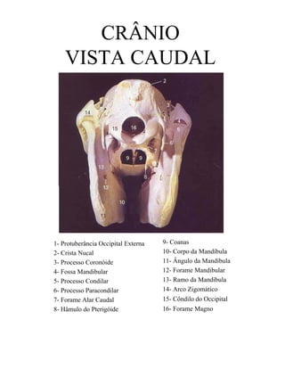 CRÂNIO
    VISTA CAUDAL




1- Protuberância Occipital Externa   9- Coanas
2- Crista Nucal                      10- Corpo da Mandíbula
3- Processo Coronóide                11- Ângulo da Mandíbula
4- Fossa Mandibular                  12- Forame Mandibular
5- Processo Condilar                 13- Ramo da Mandíbula
6- Processo Paracondilar             14- Arco Zigomático
7- Forame Alar Caudal                15- Côndilo do Occipital
8- Hâmulo do Pterigóide              16- Forame Magno
 