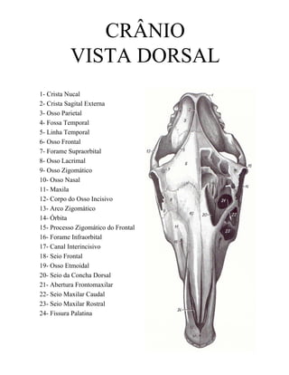 CRÂNIO
           VISTA DORSAL
1- Crista Nucal
2- Crista Sagital Externa
3- Osso Parietal
4- Fossa Temporal
5- Linha Temporal
6- Osso Frontal
7- Forame Supraorbital
8- Osso Lacrimal
9- Osso Zigomático
10- Osso Nasal
11- Maxila
12- Corpo do Osso Incisivo
13- Arco Zigomático
14- Órbita
15- Processo Zigomático do Frontal
16- Forame Infraorbital
17- Canal Interincisivo
18- Seio Frontal
19- Osso Etmoidal
20- Seio da Concha Dorsal
21- Abertura Frontomaxilar
22- Seio Maxilar Caudal
23- Seio Maxilar Rostral
24- Fissura Palatina
 