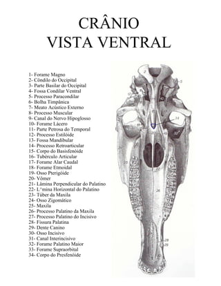 CRÂNIO
        VISTA VENTRAL
1- Forame Magno
2- Côndilo do Occipital
3- Parte Basilar do Occipital
4- Fossa Condilar Ventral
5- Processo Paracondilar
6- Bolha Timpânica
7- Meato Acústico Externo
8- Processo Muscular
9- Canal do Nervo Hipoglosso
10- Forame Lácero
11- Parte Petrosa do Temporal
12- Processo Estilóide
13- Fossa Mandibular
14- Processo Retroarticular
15- Corpo do Basisfenóide
16- Tubérculo Articular
17- Forame Alar Caudal
18- Forame Etmoidal
19- Osso Pterigóide
20- Vômer
21- Lâmina Perpendicular do Palatino
22- L^mina Horizontal do Palatino
23- Túber da Maxila
24- Osso Zigomático
25- Maxila
26- Processo Palatino da Maxila
27- Processo Palatino do Incisivo
28- Fissura Palatina
29- Dente Canino
30- Osso Incisivo
31- Canal Interincisivo
32- Forame Palatino Maior
33- Forame Supraorbital
34- Corpo do Presfenóide
 