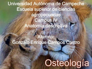 Universidad Autónoma de Campeche
Escuela superior de ciencias
agropecuarias
Campus IV
Anatomía descriptiva
Alumno:
Gonzalo Enrique Campos Castro
 