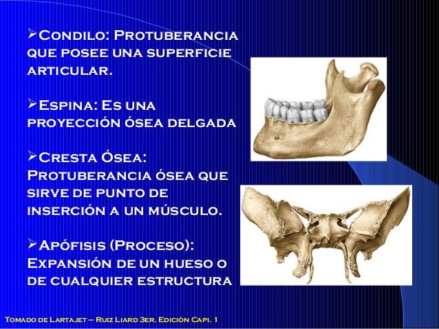Osteologia