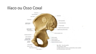 Ilíaco ou Osso Coxal
 
