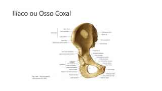 Ilíaco ou Osso Coxal
 