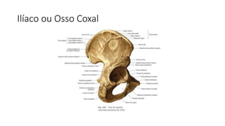 Ilíaco ou Osso Coxal
 