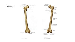 Fêmur
 